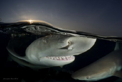 Split shot photo of two Lemon Sharks with a magnificent n... by Christopher Borel 